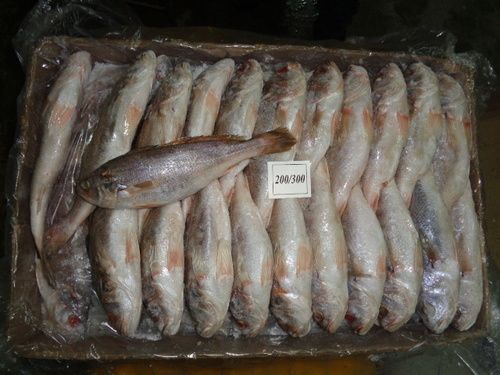 Fish Frozen Silver Croaker