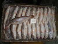 Frozen Silver Croaker