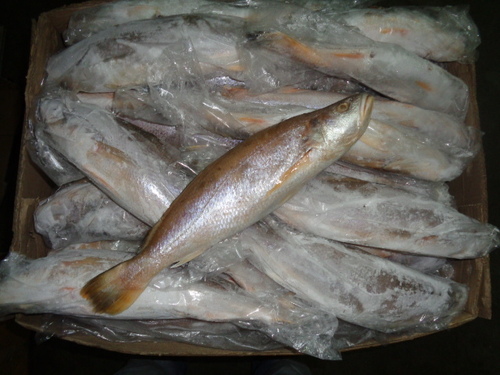 Fish Frozen Tiger Tooth Croaker
