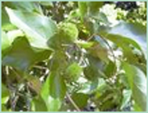 CASCARILLA BARK OIL