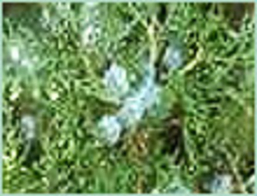 CEDARWOOD CHINA OIL