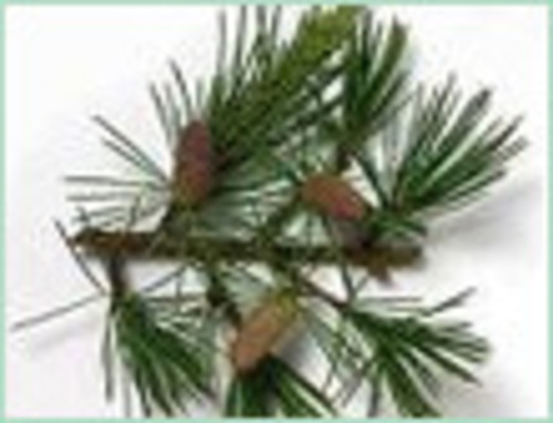 CEDARWOOD TEXAS OIL