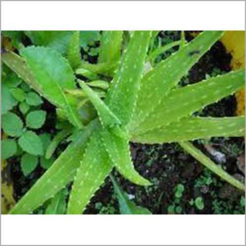 Aloe Vera Extract