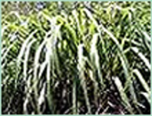 Aromatic Chemical & Oils