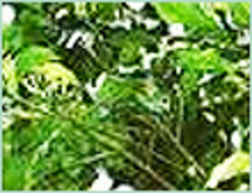 Clove Leaf Oil