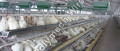 Layer Cage Welded Mesh
