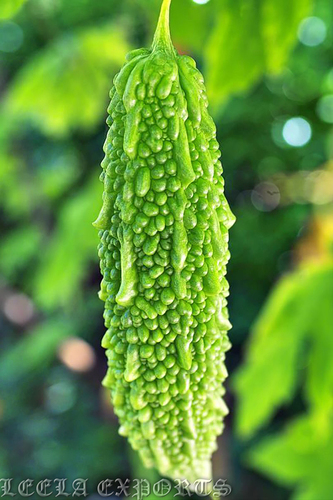 dehydrated bitter gourd