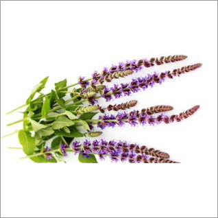 Clary Sage Oil