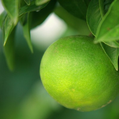 Bergamot Oil