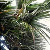 Kewra Absolute