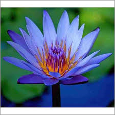 Blue Lotus Absolute