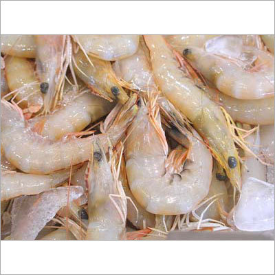 White Prawn