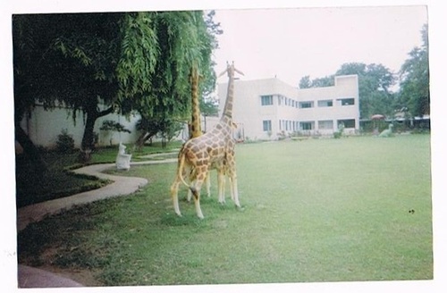 Giraffe