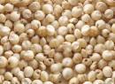 indian Sorghum seed
