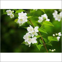 Jasmine Grandi Absolute