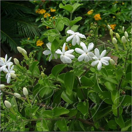 Jasminum Auriculatum Absolute