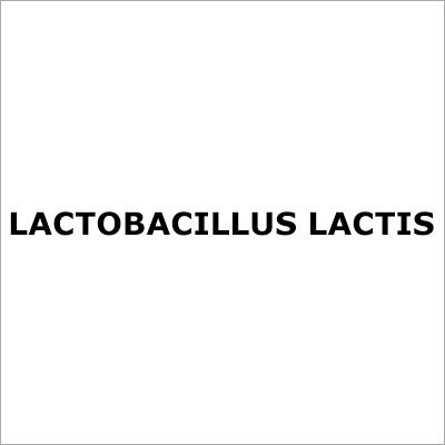Lactobacillus Lactis