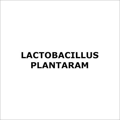 Lactobacillus Plantaram