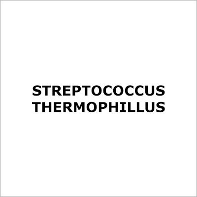 Streptococcus Thermophillus