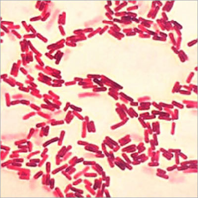 Bacillus Subtilis