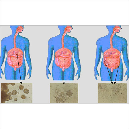 Probiotic For Human Healthcare