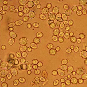 Saccharomyces Boulardii