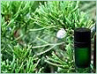 Cypress Oil