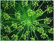 Dill Leaf Oil - Anethum graveolens, Pale Yellow, Steam Distilled | Antioxidant, Antifungal, Antibacterial, Stimulates Lactation