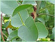 Pharmaceutical Grade Essential Oils