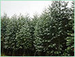 Pharmaceutical Grade Essential Oils