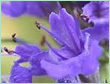 HYSSOP OIL