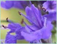 Hyssop Oil