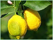 LIME LEMON TERPENES