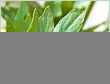 LOVAGE LEAF OIL