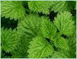 MENTHA ARVENSIS 50% DEMENTHOLISED OIL