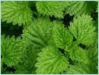 Mentha Arvensis 50% Dementholised Oil - Steam Distilled, Green, Pure Essential Oil | Food Grade, Pharmaceutical Use, Airtight Bottled