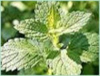 Mint Terpenes