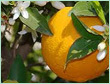 ORANGE 5, 10 FOLD OIL - Orange Peel, Fold 5 or 10 | Concentrated, High Potency, Natural Aroma