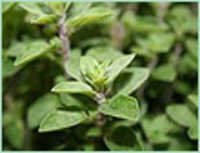 Origanum Carvacrol Type Oil