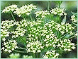 PARSLEY SEED OIL