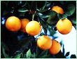 PETITGRAIN TERPENES