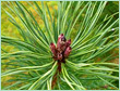 Pine Sylvestris Oil - Pale Yellow, Steam Distilled | Fatigue Relief, Cleansing, Circulation Improvement