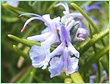 Rosemary Oil
