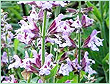 SAGE OFFICINALIS 30% OIL
