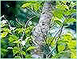 Sandalwood Oil