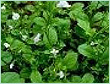 SPEARMINT CHINA 80% OIL