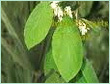 STYRAX OIL