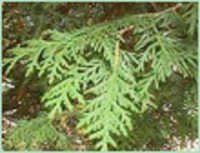 Thuja Oil - Botanical Thuja, Green, Steam Distilled | Anti-rheumatic, Insect Repellent, Expectorant, Tonic, Vermifuge