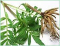Valerian Root Oil