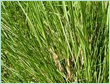 Vetiver Essential Oil